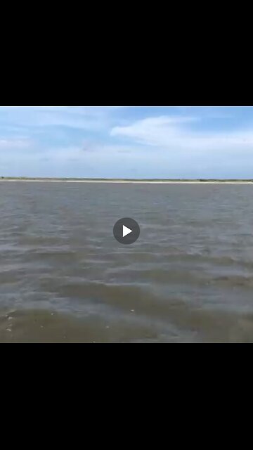 Filming a pelican when I suddenly hear splashing beside me.