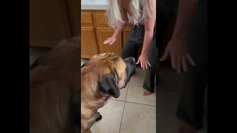 That's how old cars started 🤣🐶😂#shorts Short #cuteanimals #trynottolaugh #funnyanimals