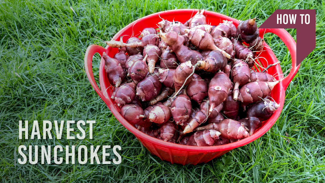 HOW TO harvest sunchokes (aka. Jerusalem artichokes)