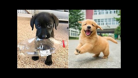 Funny animals ,dogs