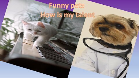 Funny pet/cat/dog/Don't try to stop laughing/pets will make you laugh/OMG