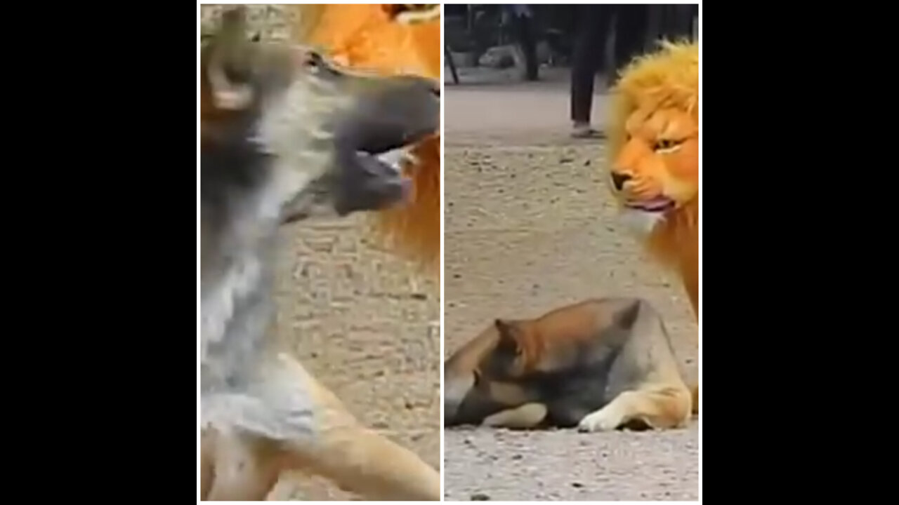 🐕Troll Prank Dog Funny & fake Lion and Fake Tiger Prank To dog & Huge Box Prank to dog🤣