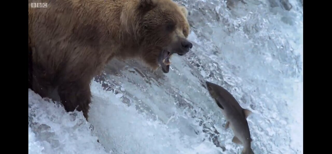 Grizzly Bears Catching Salmon | Nature's Great Events wildlifeworld12