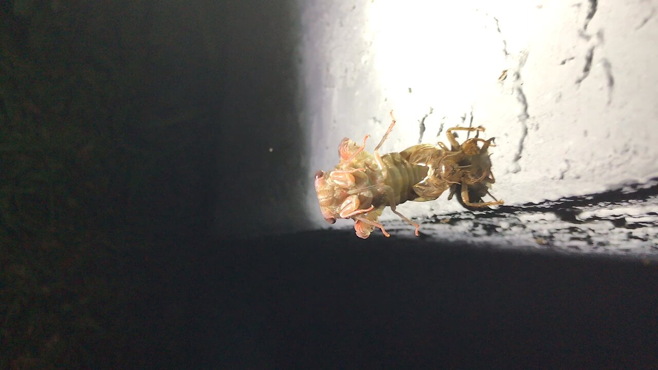 A Cicada is born