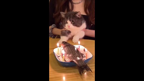 Birthday cat