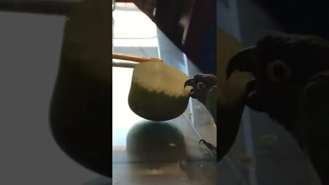 My bird eating an apple