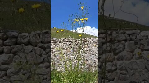 ŞU SARI ÇİÇEĞİN GÜZELLİĞİNE BAKIN.