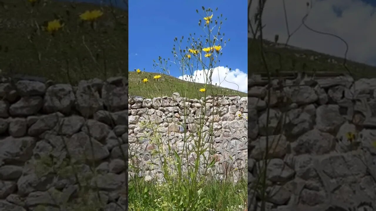 ŞU SARI ÇİÇEĞİN GÜZELLİĞİNE BAKIN.