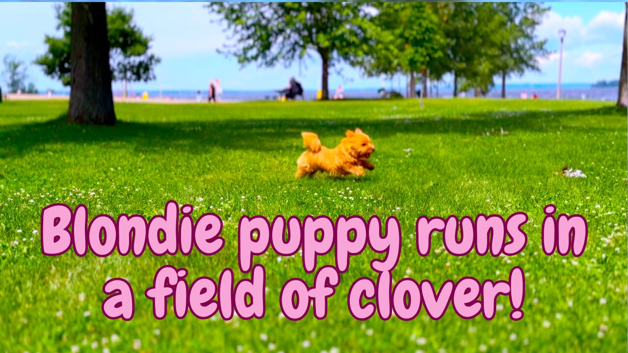 Pure Puppy Joy in a Clover Field