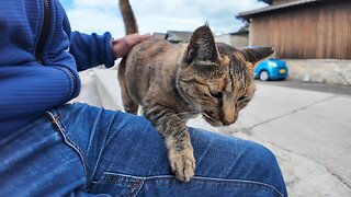 The two cute cats on the breakwater near the port of Cat Island