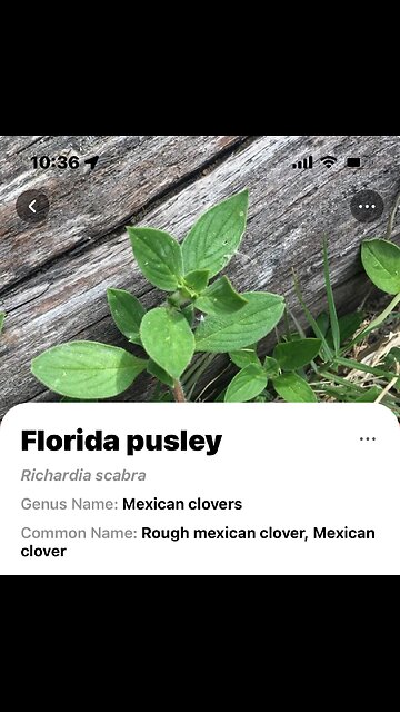 Mexican Clover weeding