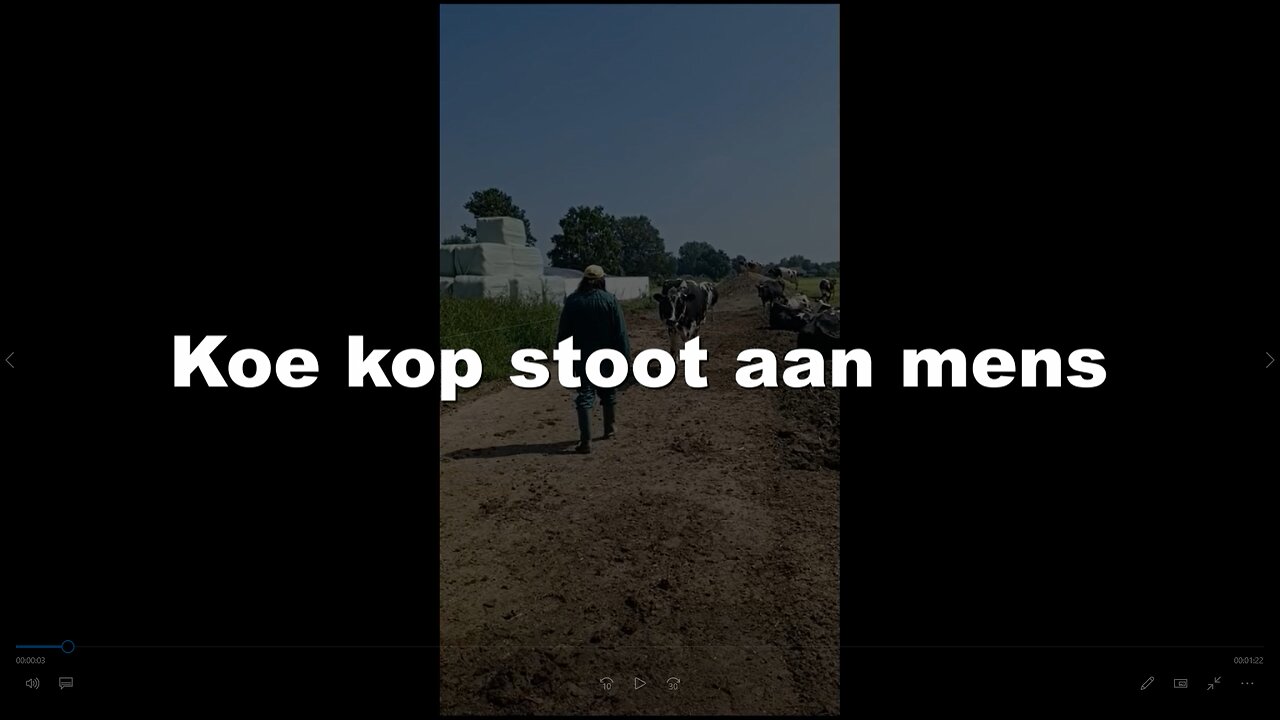 Koe kop stoot aan mens - #Kopstoot