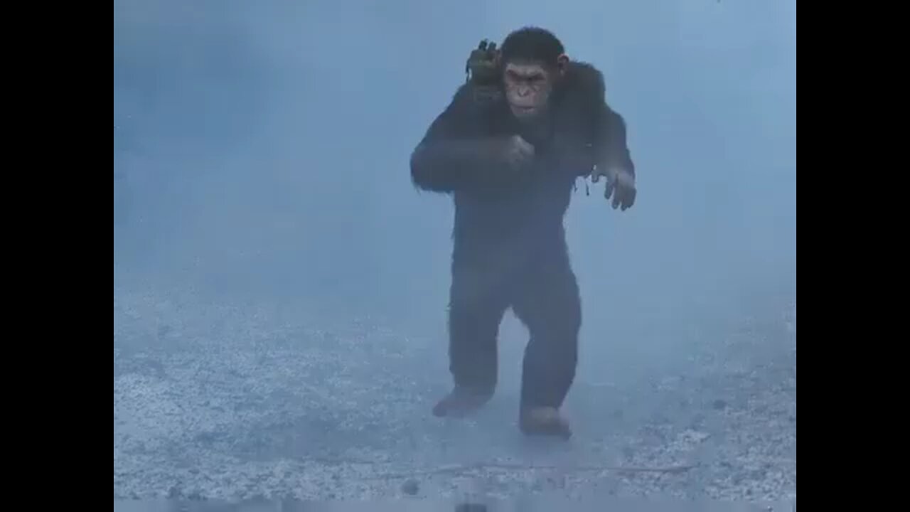 monkey in fight