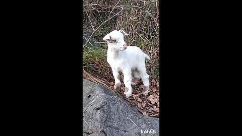 goat sound effect