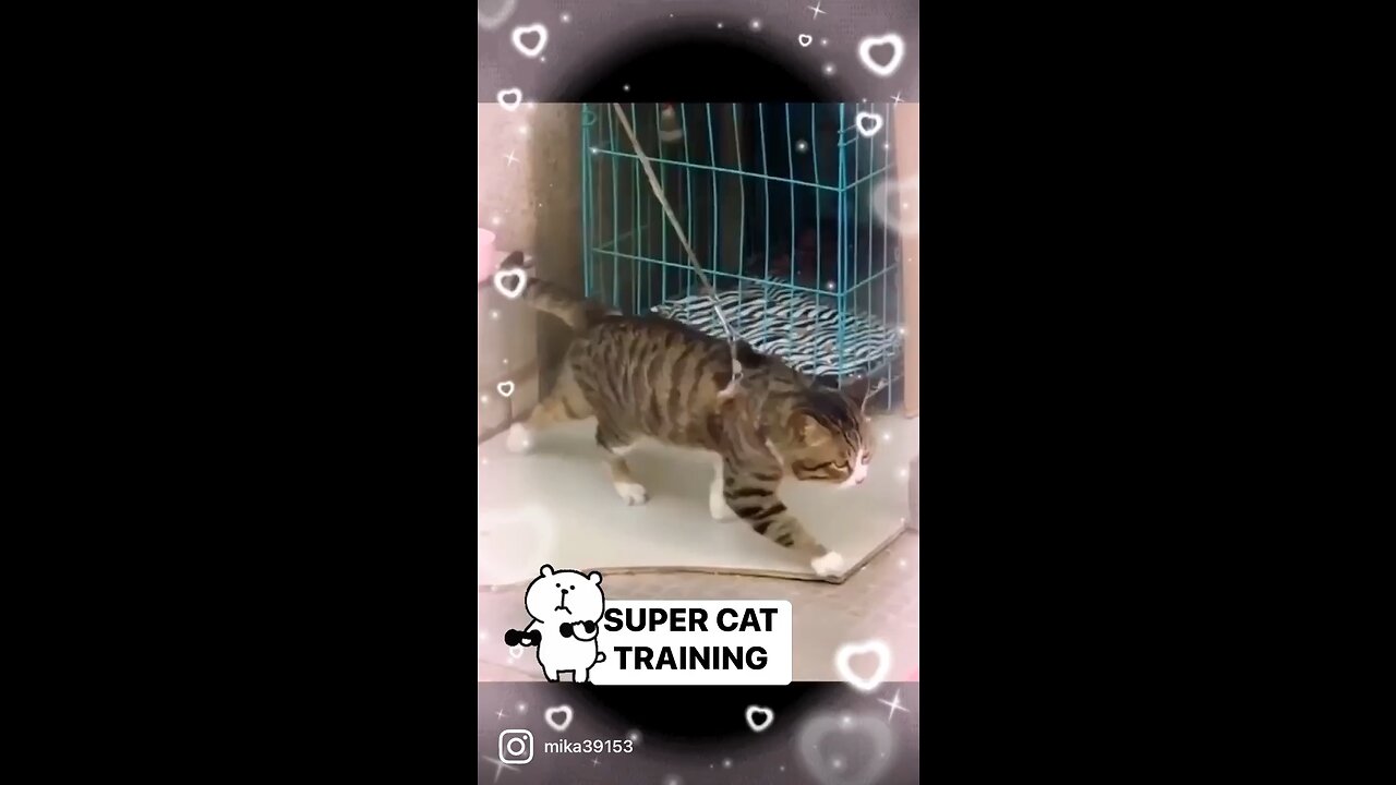 Super cat training