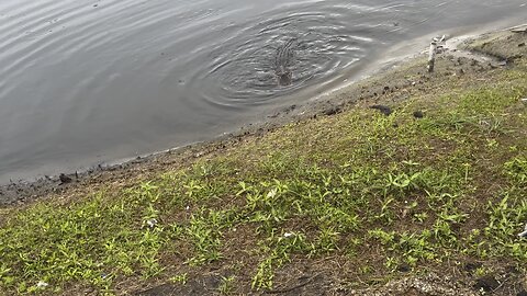 “Baby” the truck stop Gator.