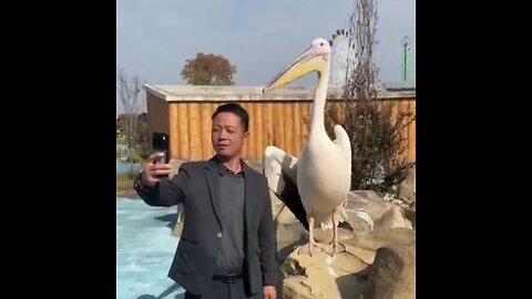 Selfie Time…..Pelican ain't having it!