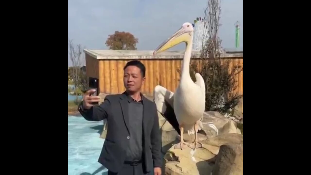 Selfie Time…..Pelican ain't having it!