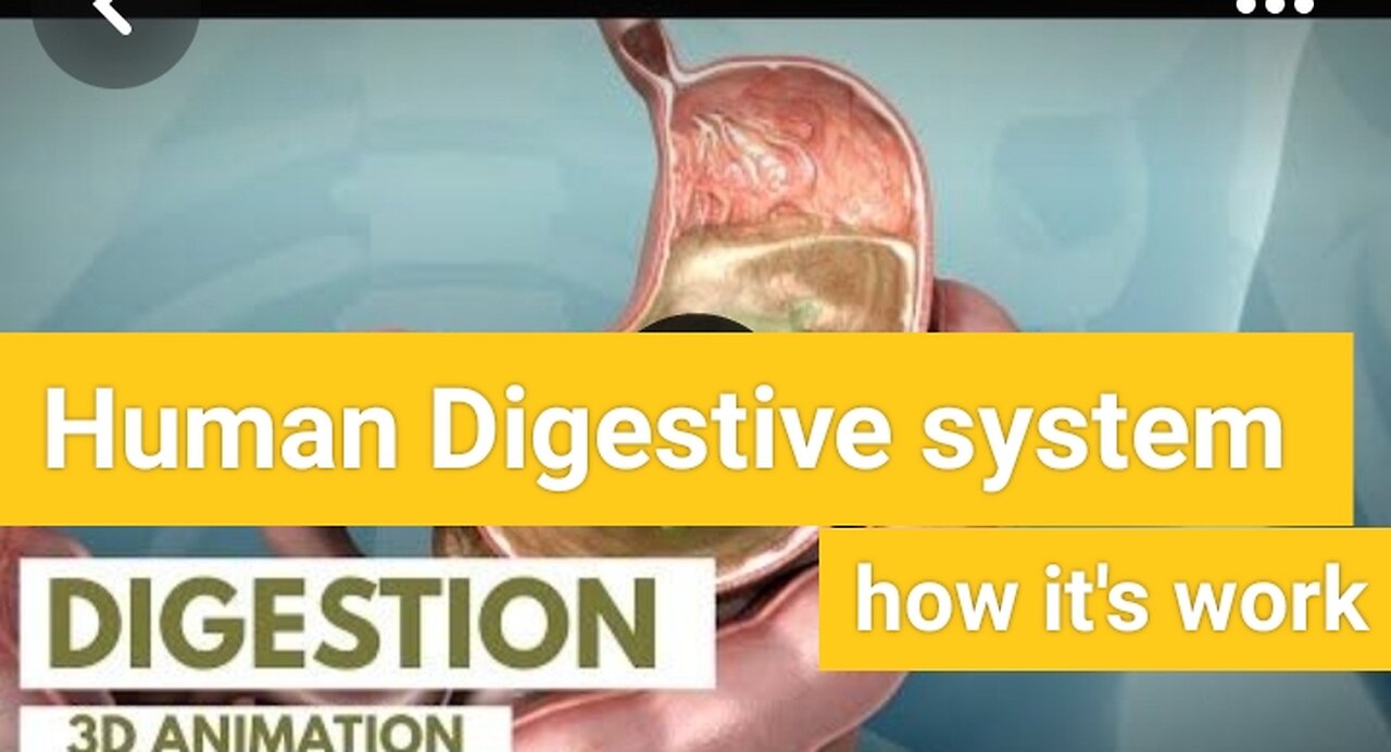 Human digestive system How it's works Animation