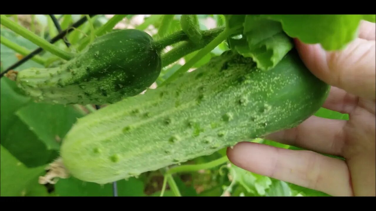 The cucumbers have arrived!