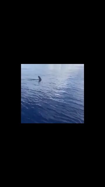 hammerhead shark don’t technically need to self isolate the other hammy heads get on shark nerves.