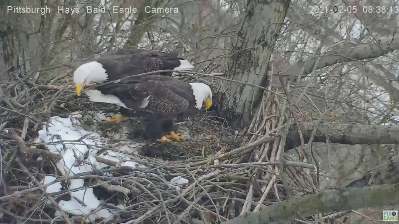 Hays Eagles Mom in nest Dad flies by and brings in big stick 2021 02 05 0835PM