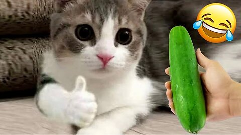 Try Not To Laugh Challenge 2023 😂 - Funny Dogs And Cats Videos😺🐶