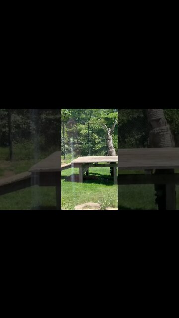 Tomar the Tiger taking a nap Moncton Zoo