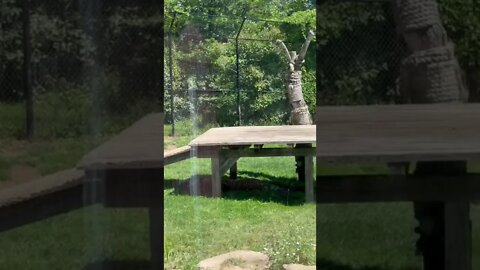 Tomar the Tiger taking a nap Moncton Zoo