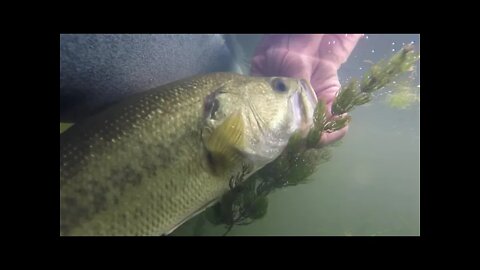 Insane Kayak Bass Fishing #bassfishing #insanefishing #kayakfishing