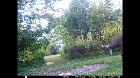 Buck Deer 9-19-2024