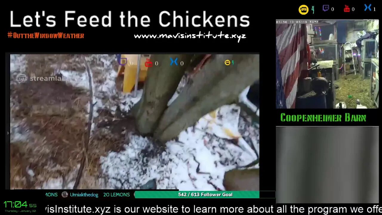 Let's Feed the Chickens :Ep41: Wutang Virus update and Damn Bunnies