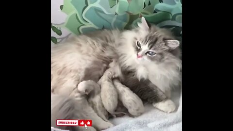 cute cat videos 😹 funny videos 😂1549