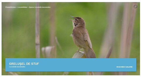 Privighetoarea de stuf (din "Pasari din livezile si baltile Dunarii)