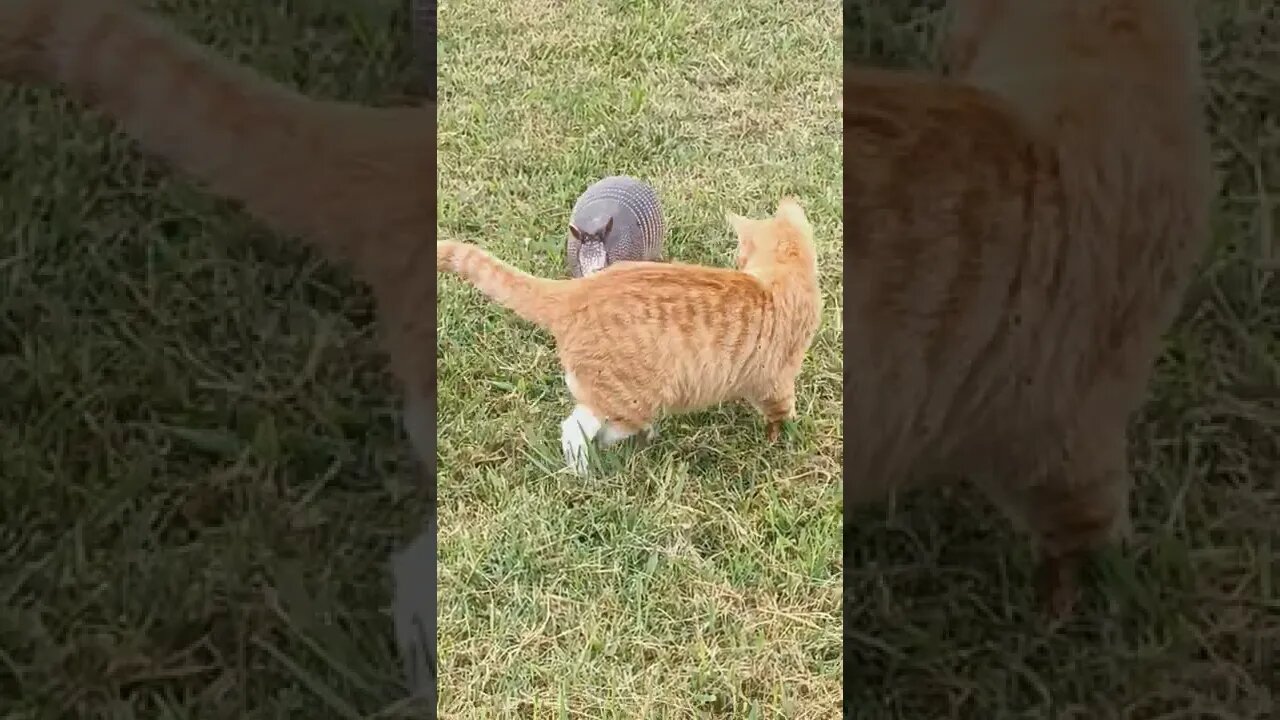 Cat meets an armadillo