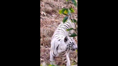 Hukum tiger ka Hukum 🐅 Rajiv Gandhi Zoological Park, Pune