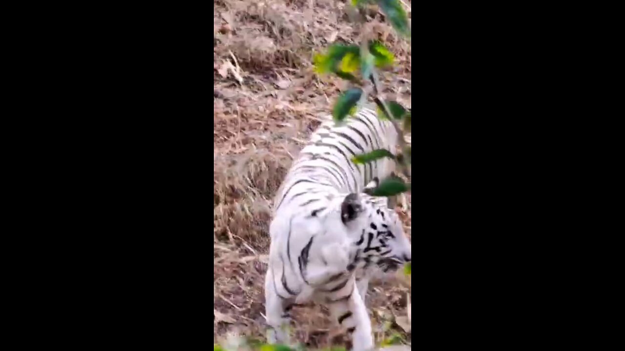 Hukum tiger ka Hukum 🐅 Rajiv Gandhi Zoological Park, Pune