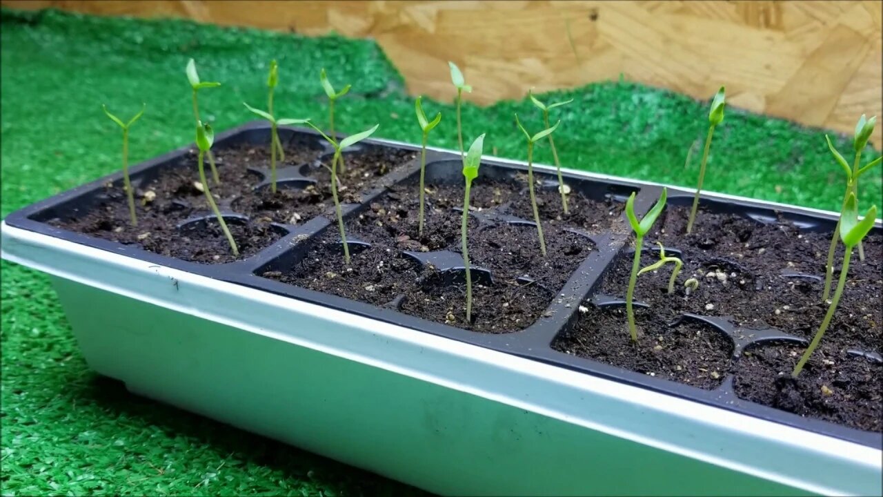 Stage 2 pepper seedlings: Thinning and Grow Lights