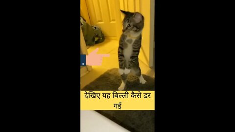 देखिए यह बिल्ली कैसे डर गई🤔Look how scared this cat is👈