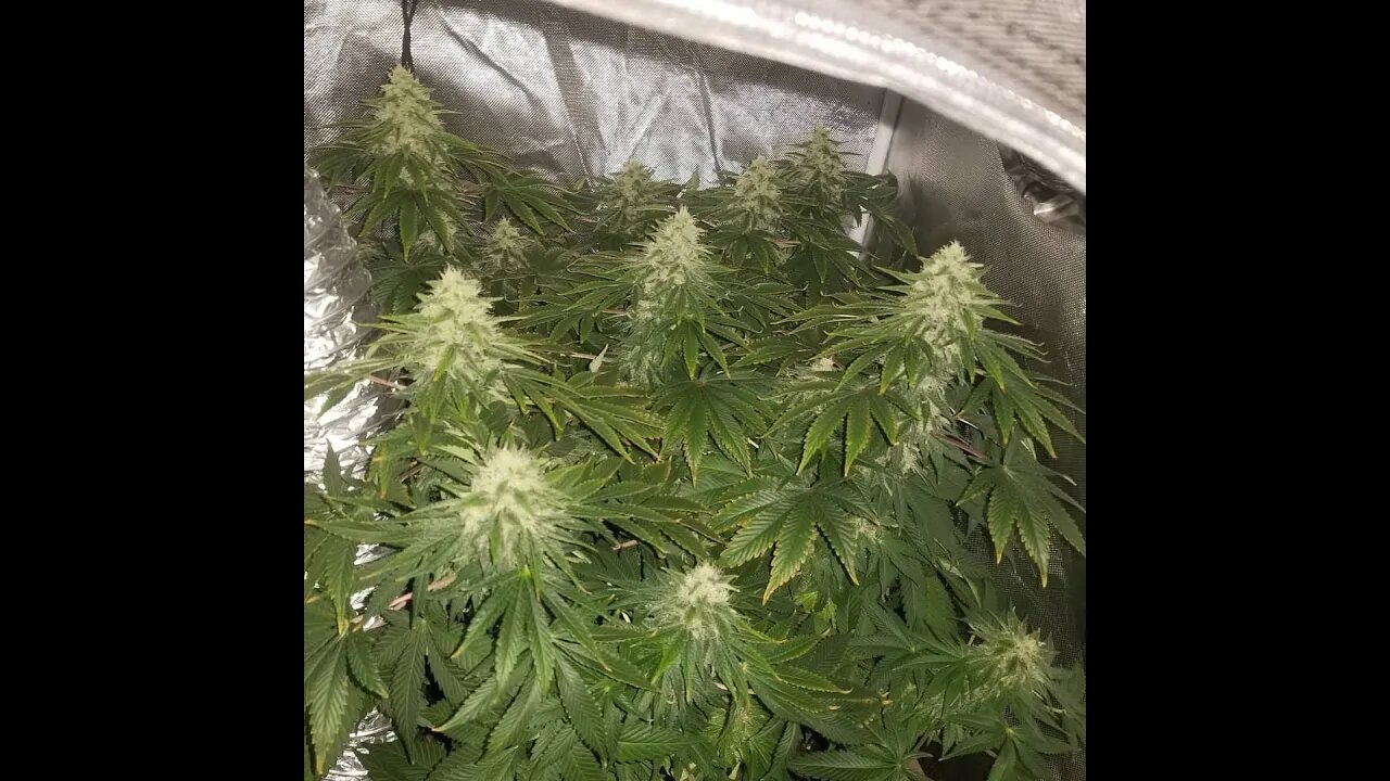 Automatic Cannabis pollination process for breeding. Featuring Pink Lemonade and Gelato OG.