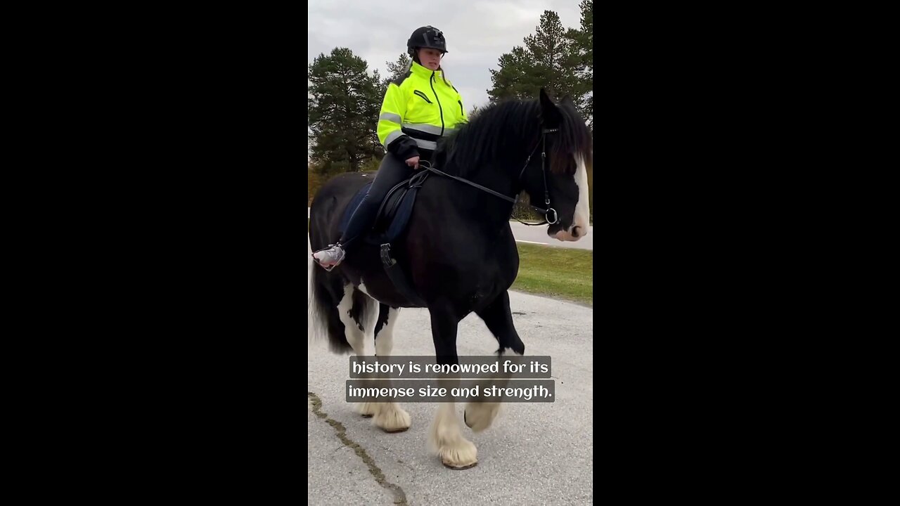 Shire Horses: World's Largest Horse Breed 🐎