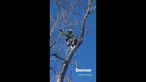 Tree work