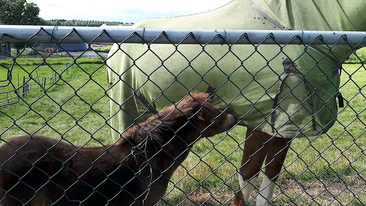 A baby horse looking for his mom's breasts