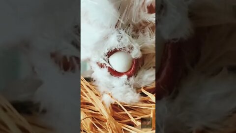 Viral Reel #164 😱 I Can Never-Us See This - Chiken Laying An Egg 😱 #shorts