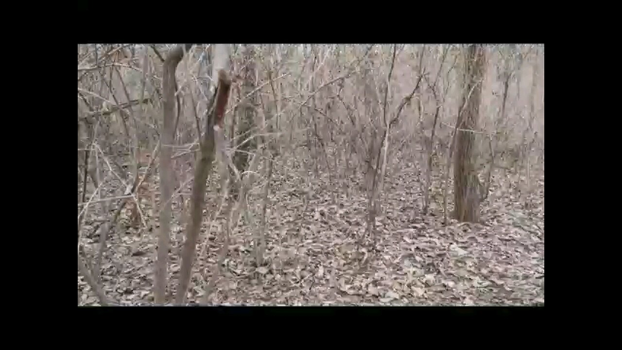 Leaving some apples for Sasquatch