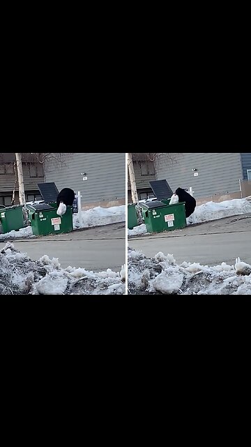 Video captures black bear raiding trash for a snack