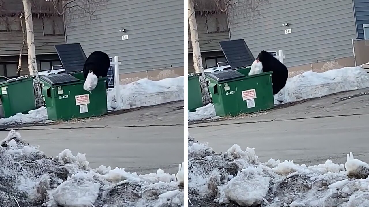 Video captures black bear raiding trash for a snack