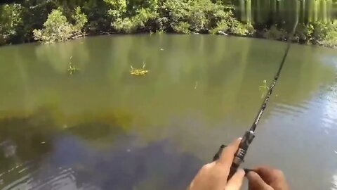 Fishing Diary 11~ Fishing in the wilderness jungle, the fish caught directly grilled to eat