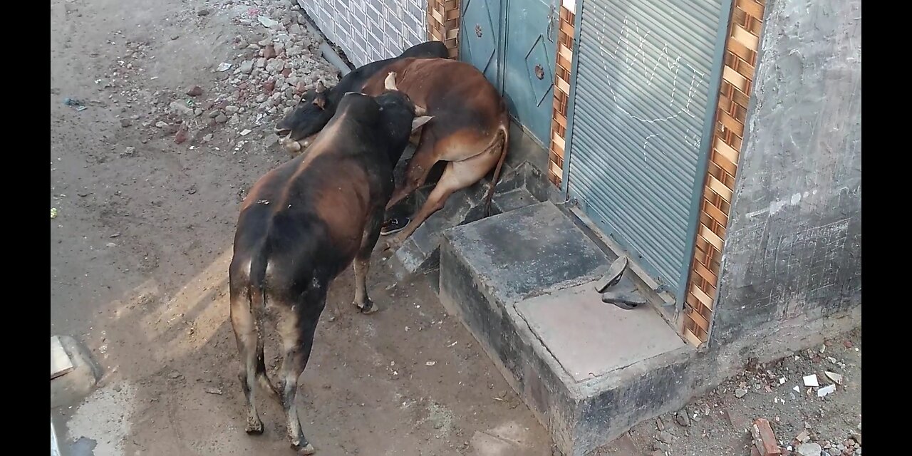 Angry bull attacked on another bull