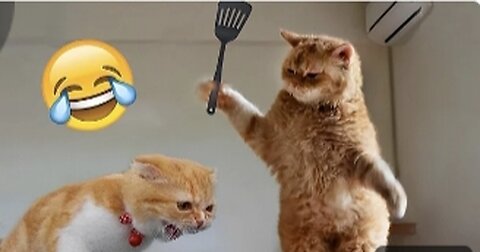 Funny animals video🤣🤣 part- 5 | cute cat video